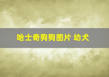 哈士奇狗狗图片 幼犬